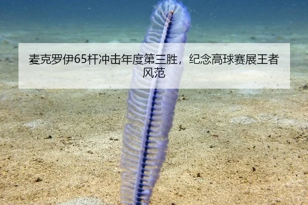 麦克罗伊65杆冲击年度第三胜，纪念高球赛展王者风范